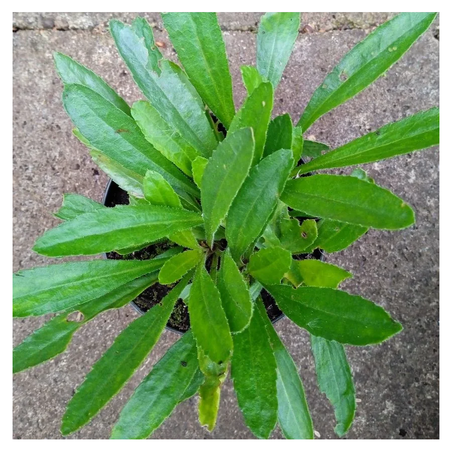 Leucanthemum superbum Luna Złocień - Rośliny od Ogrodnika Szkółka Barcikowscy