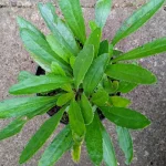 Leucanthemum superbum Luna Złocień - Rośliny od Ogrodnika Szkółka Barcikowscy