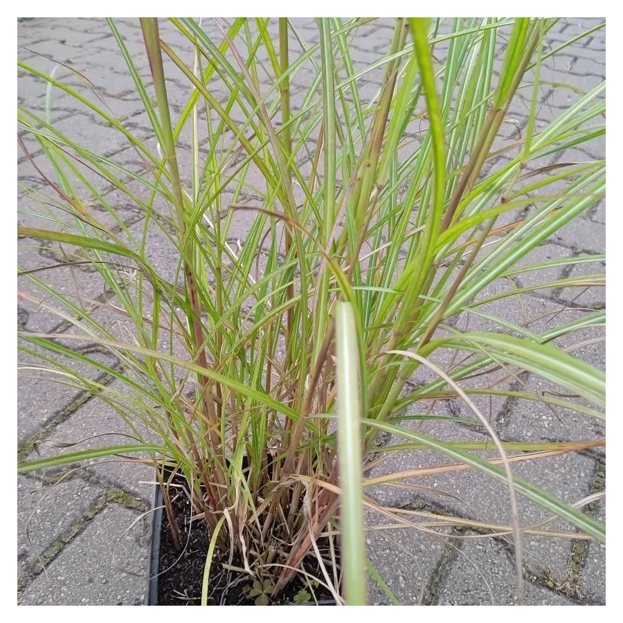 Miscanthus sinensis Red Chief Miskant chiński-Rośliny od Ogrodnika Szkółka Barcikowscy