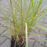 Miscanthus sinensis Red Chief Miskant chiński-Rośliny od Ogrodnika Szkółka Barcikowscy