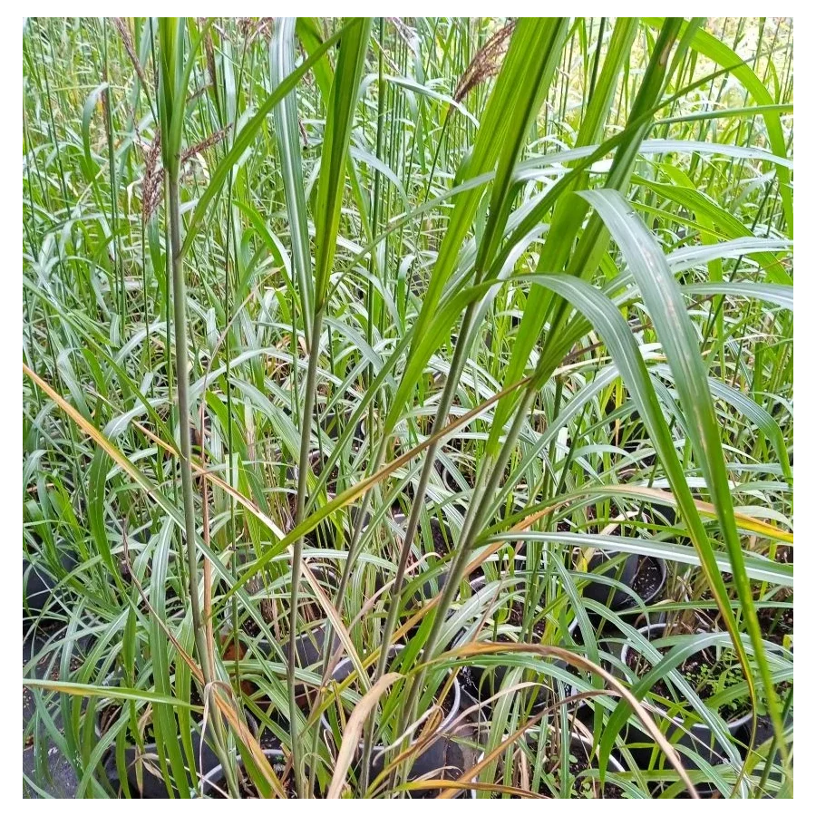 Miscanthus sinensis Mysterious Maiden Miskant chiński - Rośliny od Ogrodnika Szkółka Barcikowscy