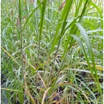 Miscanthus sinensis Mysterious Maiden Miskant chiński - Rośliny od Ogrodnika Szkółka Barcikowscy