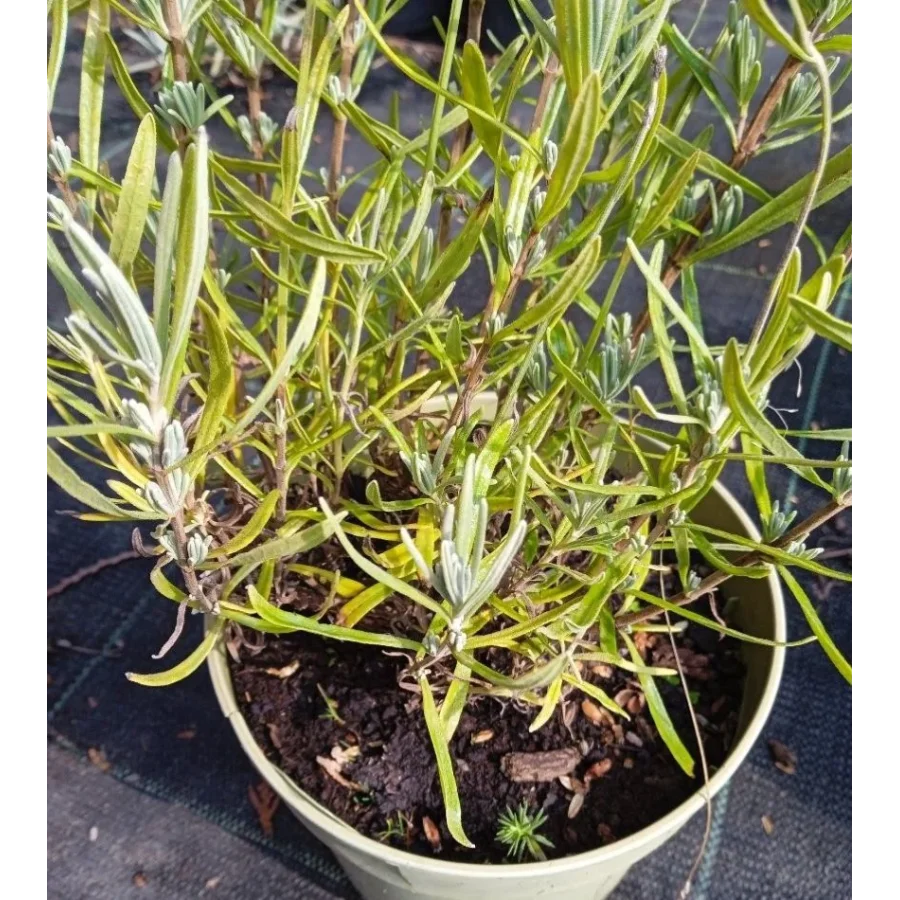 Lavandula angustifolia Rosea Lawenda wąskolistna- Rośliny od Ogrodnika Szkółka Barcikowscy