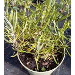 Lavandula angustifolia Rosea Lawenda wąskolistna- Rośliny od Ogrodnika Szkółka Barcikowscy