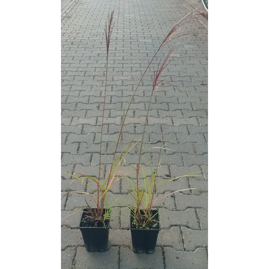 Miscanthus Polonus-Rośliny od Ogrodnika Szkółka Barcikowscy