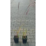 Miscanthus Polonus-Rośliny od Ogrodnika Szkółka Barcikowscy
