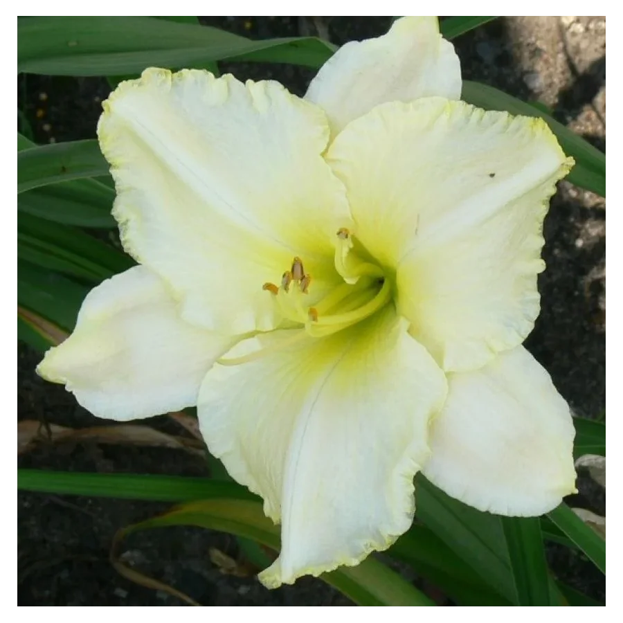 Hemerocallis Spacecoast White Out Liliowiec - Rośliny od Ogrodnika Szkółka Barcikowscy