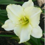 Hemerocallis Spacecoast White Out Liliowiec - Rośliny od Ogrodnika Szkółka Barcikowscy