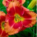 Hemerocallis Spacecoast Firestarter Liliowiec - Rośliny od Ogrodnika Szkółka Barcikowscy