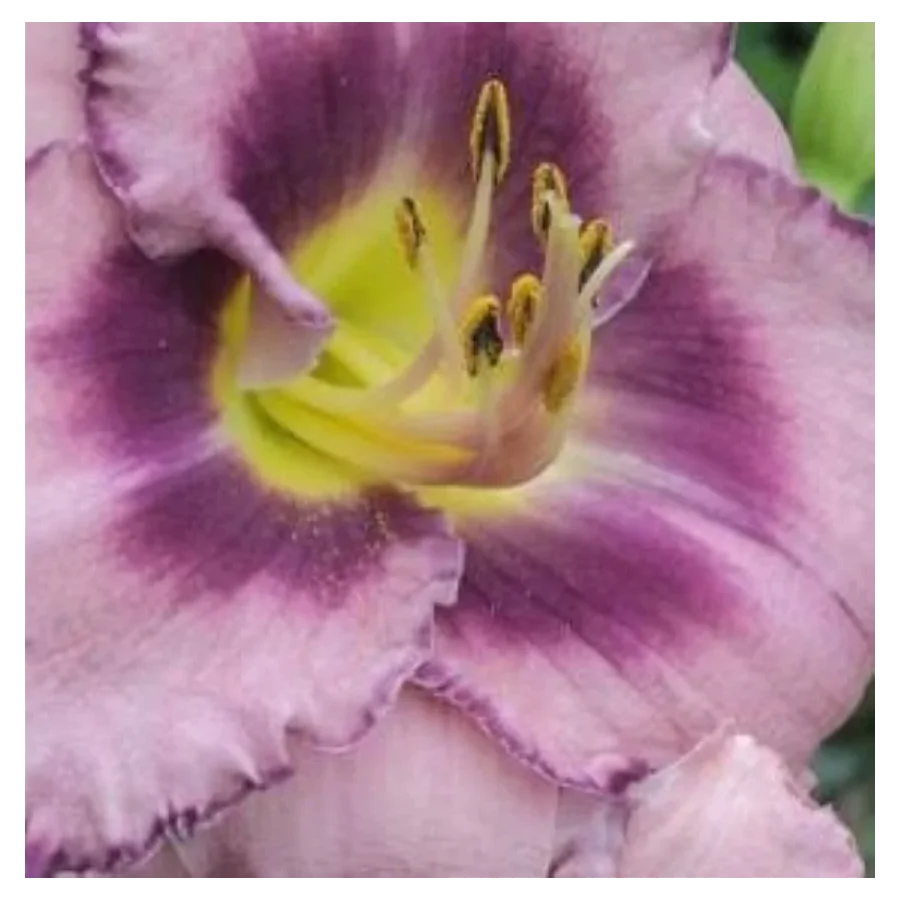 Hemerocallis Royal Braid  Liliowiec - Rośliny od Ogrodnika Szkółka Barcikowscy