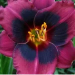 Hemerocallis Midnight Dynamite Liliowiec - Rośliny od Ogrodnika Szkółka Barcikowscy