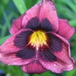Hemerocallis Midnight Dynamite Liliowiec - Rośliny od Ogrodnika Szkółka Barcikowscy