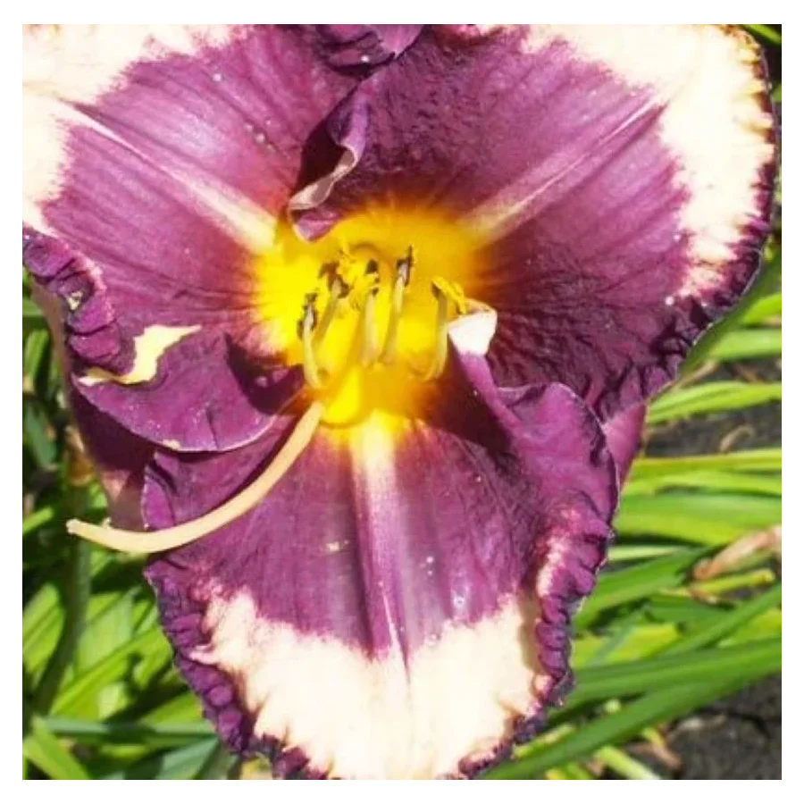 Hemerocallis Kansas City Kicker Liliowiec - Rośliny od Ogrodnika Szkółka Barcikowscy