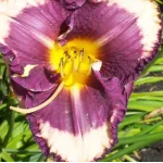 Hemerocallis Kansas City Kicker Liliowiec - Rośliny od Ogrodnika Szkółka Barcikowscy