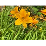 Hemerocallis Chicago Sunrise Liliowiec - Rośliny od Ogrodnika Szkółka Barcikowscy