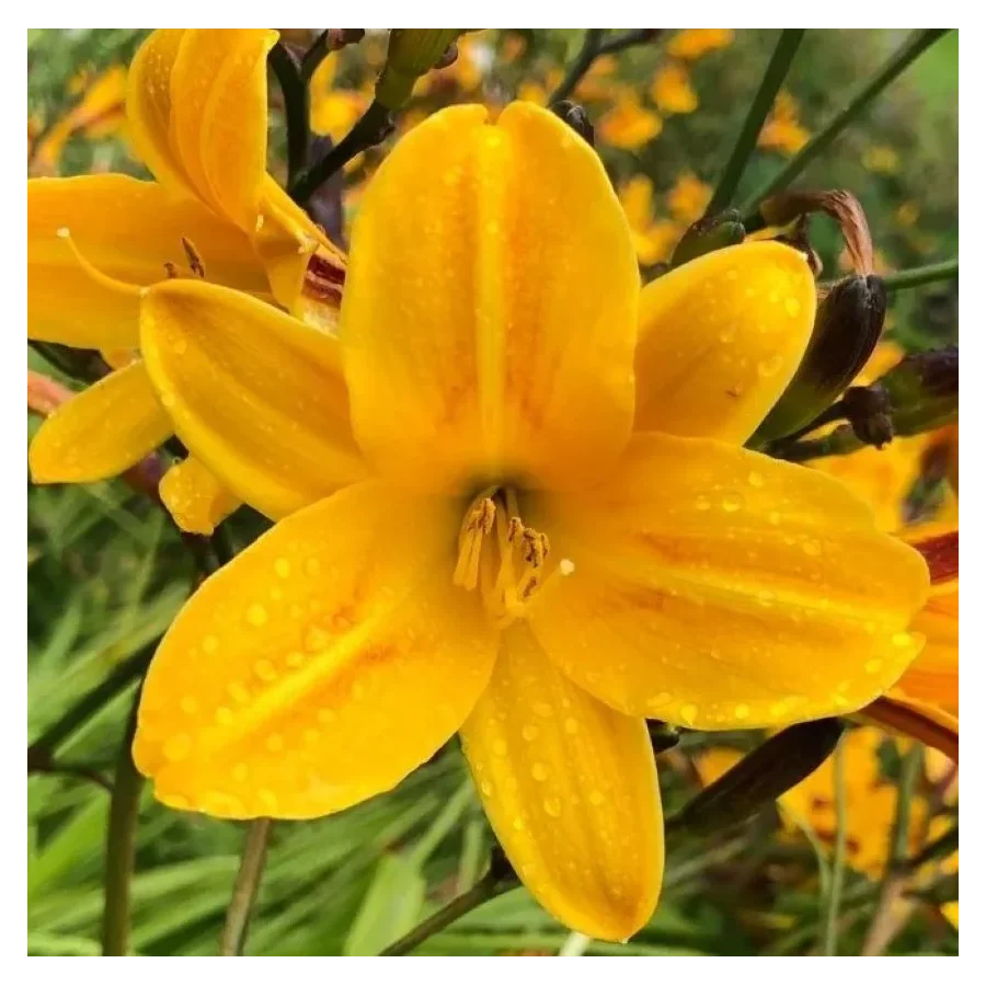 Hemerocallis Chicago Sunrise Liliowiec - Rośliny od Ogrodnika Szkółka Barcikowscy