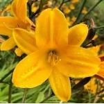 Hemerocallis Chicago Sunrise Liliowiec - Rośliny od Ogrodnika Szkółka Barcikowscy