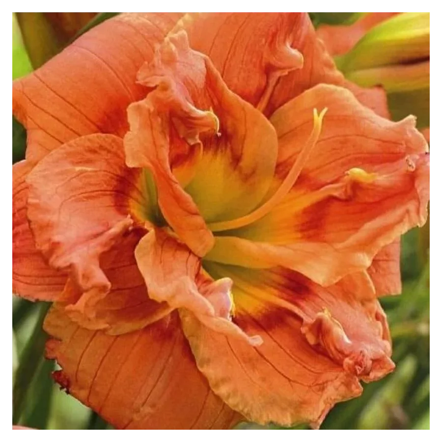 Hemerocallis Doublelicious Liliowiec- Rośliny od Ogrodnika Szkółka Barcikowscy