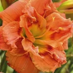 Hemerocallis Doublelicious Liliowiec- Rośliny od Ogrodnika Szkółka Barcikowscy