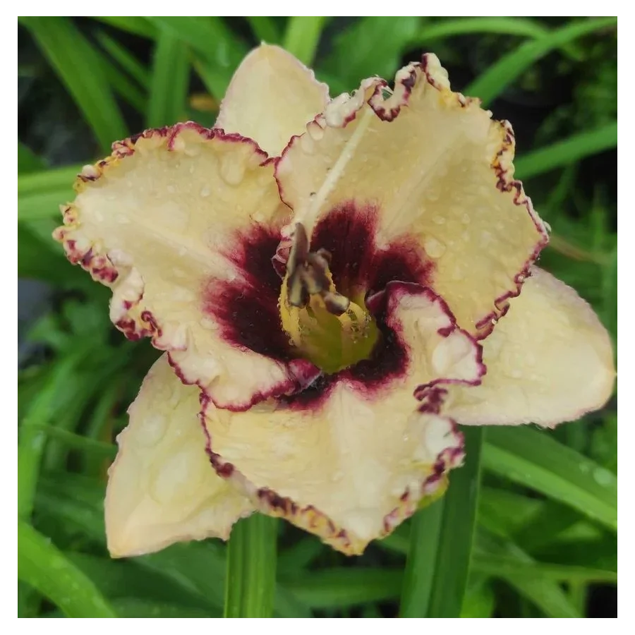 Hemerocalis Exotic Treasure Liliowiec- Rośliny od Ogrodnika Szkółka Barcikowscy