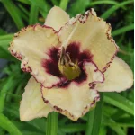 Hemerocalis Exotic Treasure Liliowiec- Rośliny od Ogrodnika Szkółka Barcikowscy