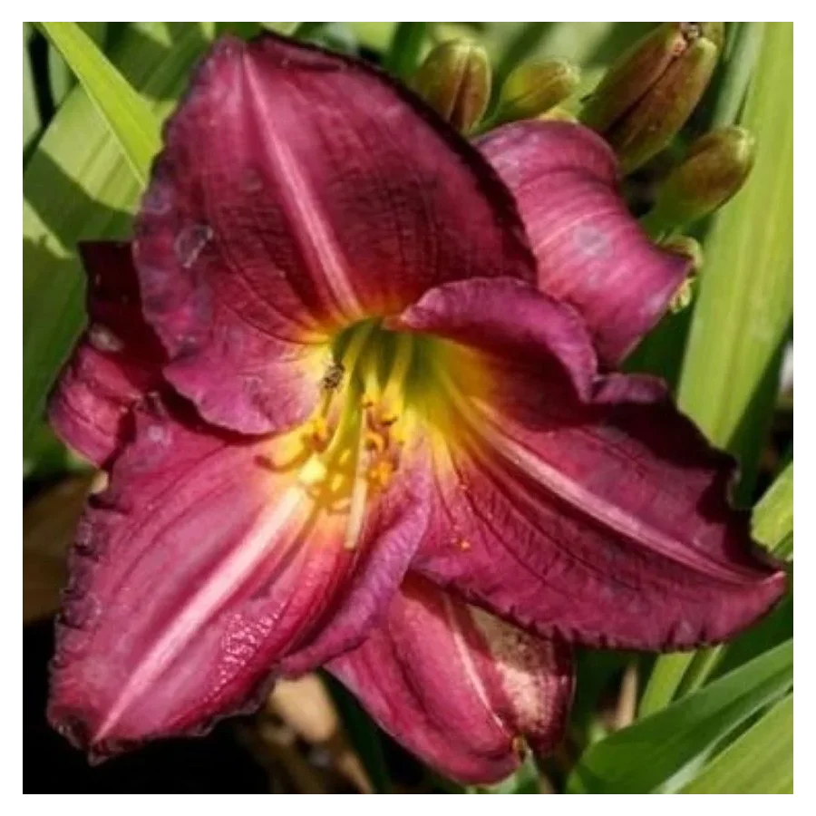 Hemerocallis Siloam Royal Prince Liliowiec - Rośliny od Ogrodnika Szkółka Barcikowscy