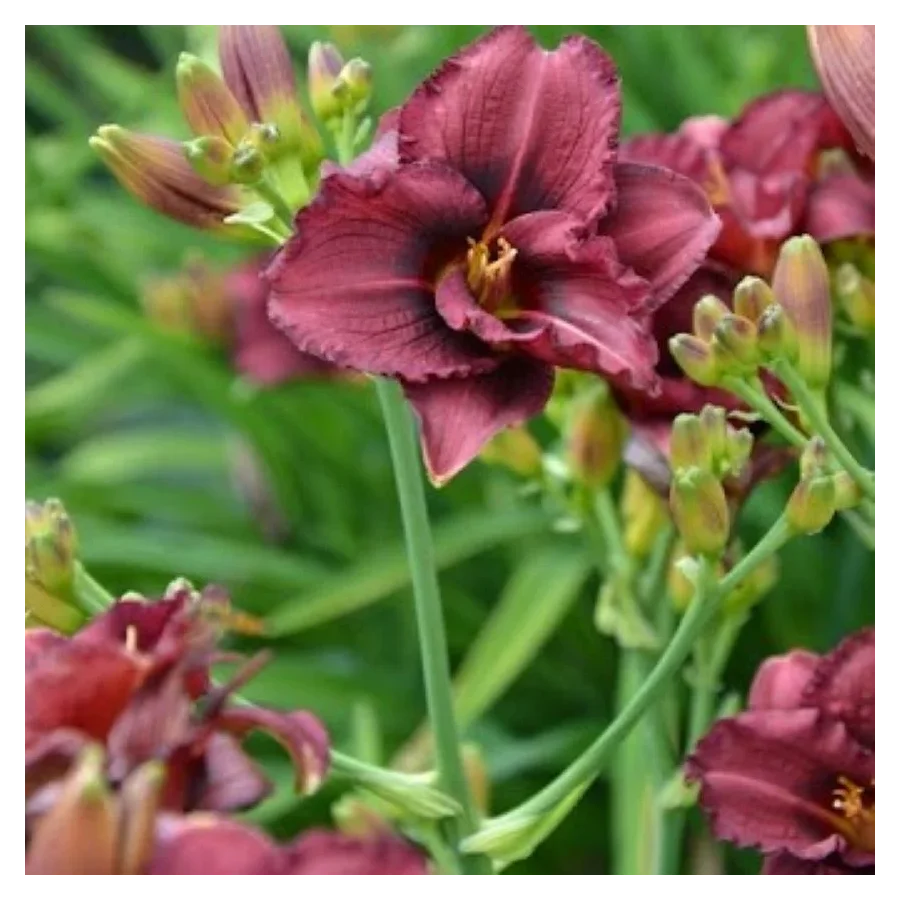 Hemerocallis Siloam Royal Prince Liliowiec - Rośliny od Ogrodnika Szkółka Barcikowscy