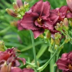 Hemerocallis Siloam Royal Prince Liliowiec - Rośliny od Ogrodnika Szkółka Barcikowscy