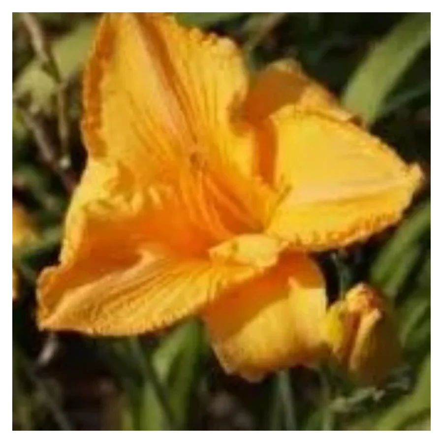 Hemerocallis Mewa Liliowiec - Rośliny od Ogrodnika Szkółka Barcikowscy