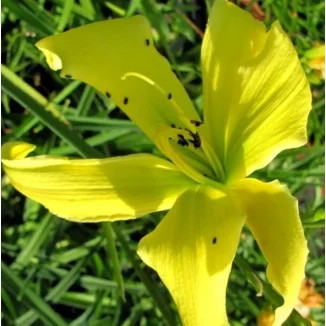 Hemerocallis It's Soul Time Liliowiec - Rośliny od Ogrodnika Szkółka Barcikowscy