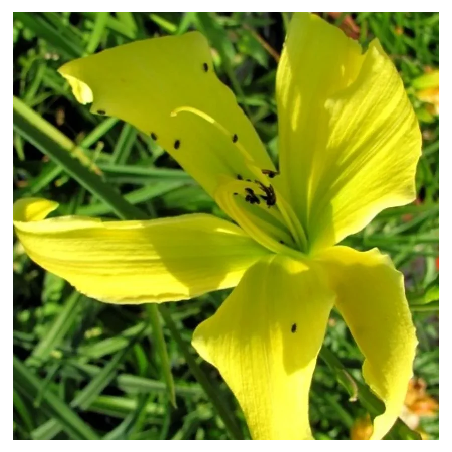 Hemerocallis It's Soul Time Liliowiec - Rośliny od Ogrodnika Szkółka Barcikowscy