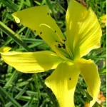 Hemerocallis It's Soul Time Liliowiec - Rośliny od Ogrodnika Szkółka Barcikowscy