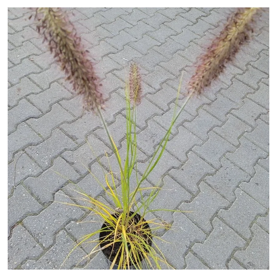 Pennisetum alopecuroides Lady U Rozplenica japońska- Rośliny od Ogrodnika Szkółka Barcikowscy