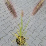 Pennisetum alopecuroides Lady U Rozplenica japońska- Rośliny od Ogrodnika Szkółka Barcikowscy