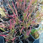 Imperata cilindrica Red Baron Imperata cylindryczna- Rośliny od Ogrodnika Szkółka Barcikowscy