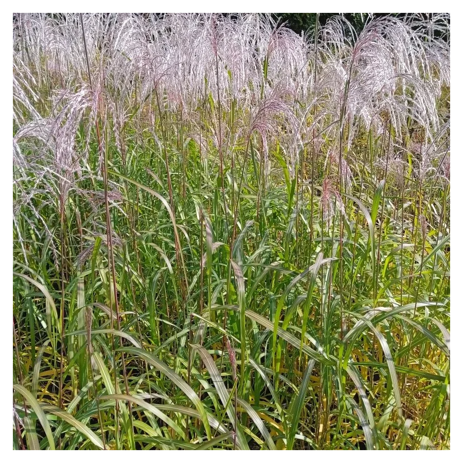 Miscanthus sinensis Memory Miskant chiński - Rośliny od Ogrodnika Szkółka Barcikowscy