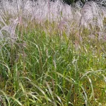 Miscanthus sinensis Memory Miskant chiński - Rośliny od Ogrodnika Szkółka Barcikowscy