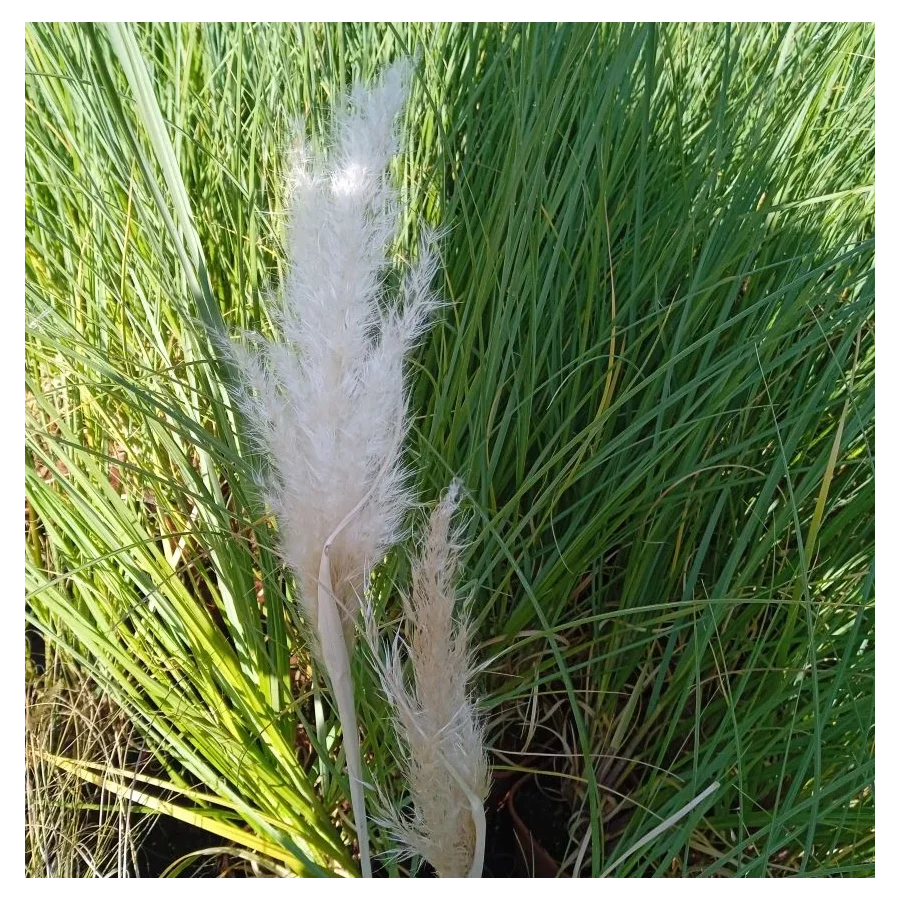 Cortaderia selloana Pumila Trawa pampasowa-Rośliny od Ogrodnika Szkółka Barcikowscy