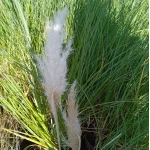 Cortaderia selloana Pumila Trawa pampasowa-Rośliny od Ogrodnika Szkółka Barcikowscy
