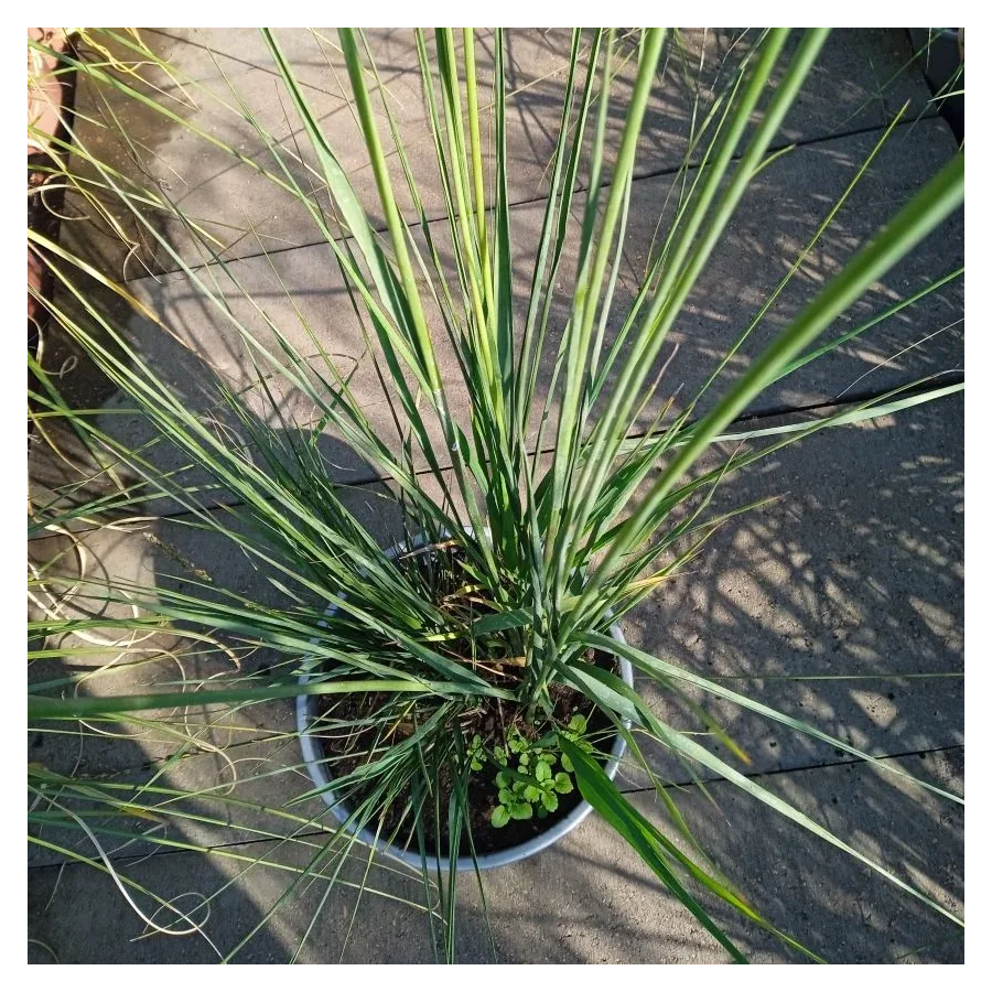 Molinia arundinacea Transparent Trzęślica trzcinowata- Rośliny od Ogrodnika Szkółka Barcikowscy