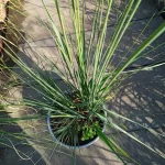 Molinia arundinacea Transparent Trzęślica trzcinowata- Rośliny od Ogrodnika Szkółka Barcikowscy