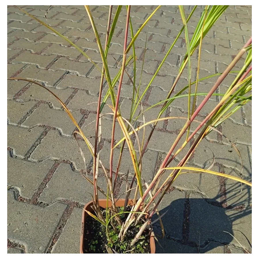 Miscanthus Sinensis Moondance-Rośliny od Ogrodnika Szkółka Barcikowscy