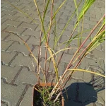 Miscanthus Sinensis Moondance-Rośliny od Ogrodnika Szkółka Barcikowscy