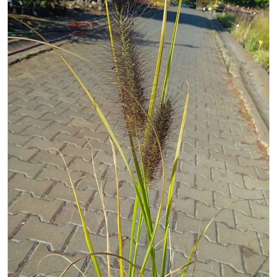 Pennisetum alopecuroides Red Head Rozplenica japońska- Rośliny od Ogrodnika Szkółka Barcikowscy