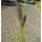 Pennisetum alopecuroides Red Head Rozplenica japońska- Rośliny od Ogrodnika Szkółka Barcikowscy