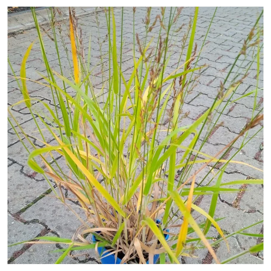 Calamagrostis splendens Cheju-Do Trzcinnik- Rośliny od Ogrodnika Szkółka Barcikowscy