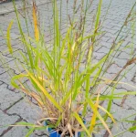 Calamagrostis splendens Cheju-Do Trzcinnik- Rośliny od Ogrodnika Szkółka Barcikowscy