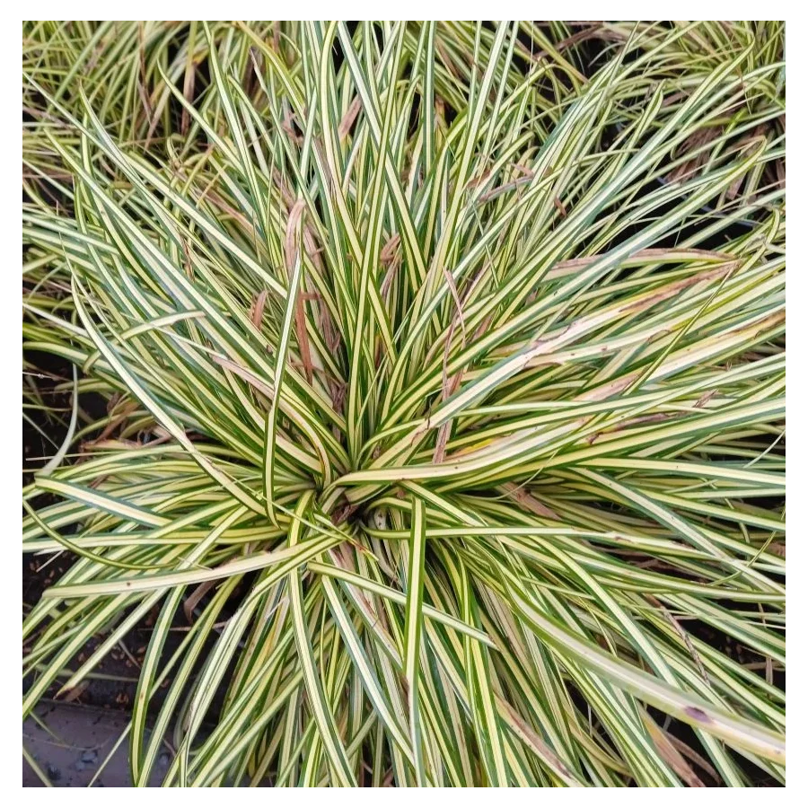 Carex oshimensis Maxigold Turzyca oszimska- Roślliny od Ogrodnika Szkółka Barcikowscy