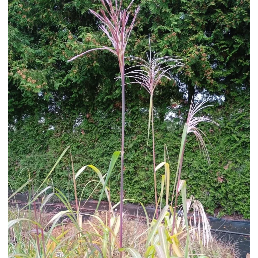 Miscanthus giganteus Meidl Miskant olbrzymi - Rośliny od Ogrodnika Szkółka Barcikowscy