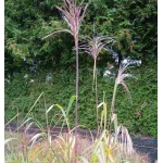 Miscanthus giganteus Meidl Miskant olbrzymi - Rośliny od Ogrodnika Szkółka Barcikowscy